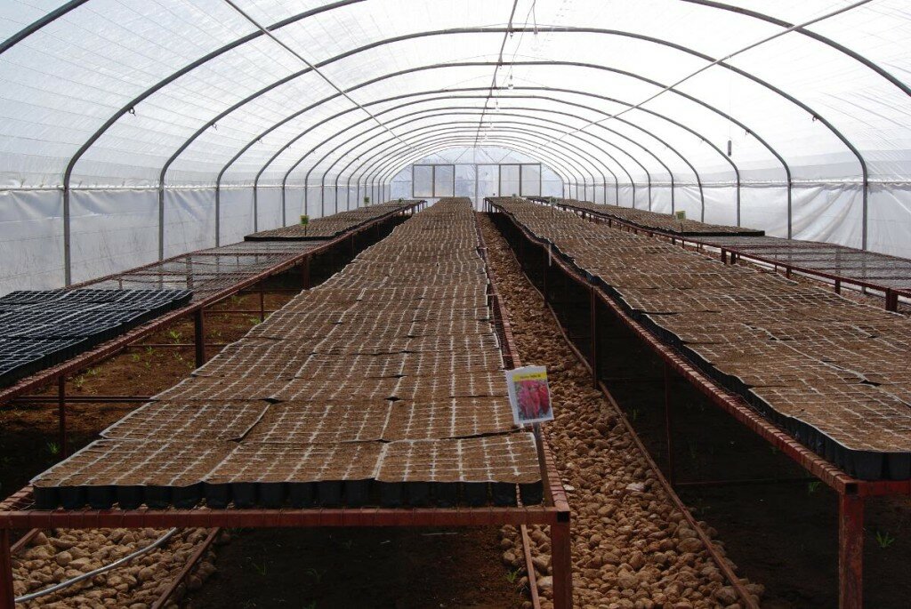 Tomatoes, cucumber, peppers, aubergine and lettuce are being grown