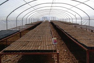 Tomatoes, cucumber, peppers, aubergine and lettuce are being grown