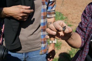 This beetle has done a lot of damage