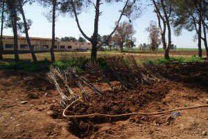 Three thousand trees, including two thousand fruit trees are being planted