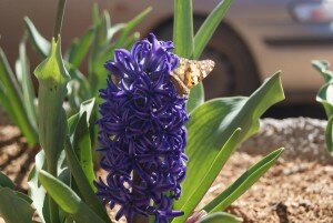 This is the only wildlife we saw in all of Rojava