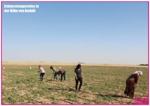 Kurdistan, Rojava, Syria, Cizire, co-operatives, cooperatives, co-operative, cooperative, co-op, co-ops, solidarity, solidarity economy, workers co-op, workers co-operative, workers cooperative, cooperative economy, solidarity economy