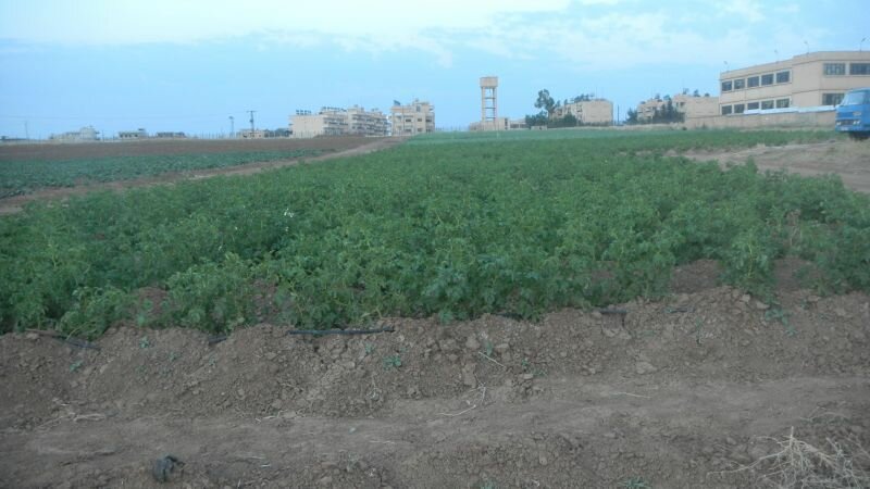 Rojava, Syria, Kurdistan, agriculture, cooperatives, coops, farming, economy