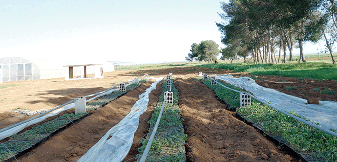 Rojava, Syria, Kurdistan, women, cooperatives, coops